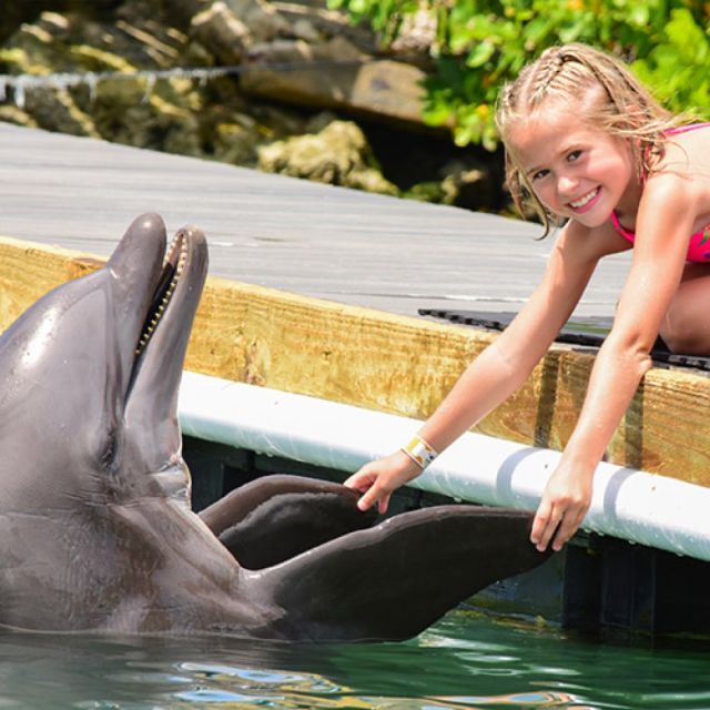 Florida Keys: Dockside Dolphin Experience - Dolphins on Dry Docks: What This 25-Minute Program Really Feels Like