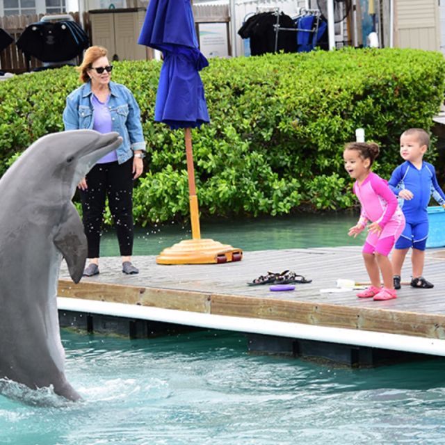 Florida Keys: Dockside Dolphin Experience - The 10-Minute Dolphin Lesson: What You Learn and Why It Matters