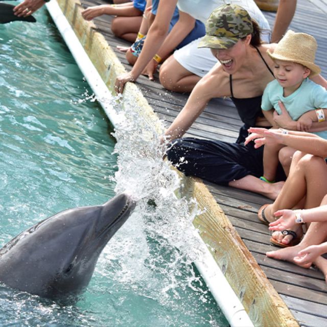 Florida Keys: Dockside Dolphin Experience - Timing, Arrival, and What 25 Minutes Means for Families
