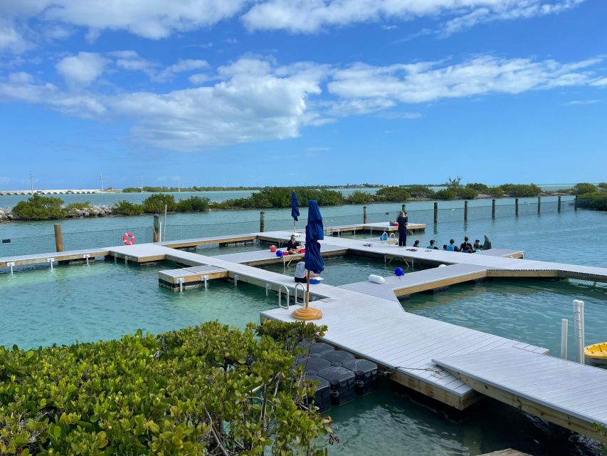 Florida Keys: Dockside Dolphin Experience - Who This Dolphin Encounter Fits Best (and Who Should Skip It)
