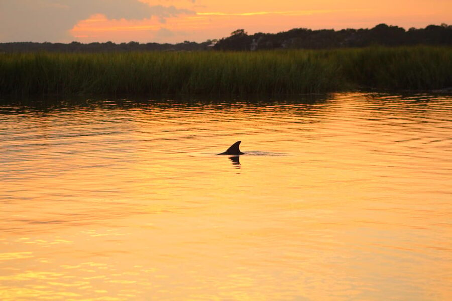 Folly Beach Dolphin Viewing Boat Excursion - Why This Dolphin Tour Works So Well for First-Time Visitors