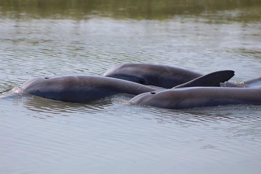 Folly Beach Dolphin Viewing Boat Excursion - The 90-Minute Cruise: Dolphin Search Plus Marsh Sightseeing