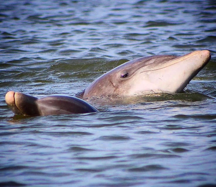 Folly Beach Dolphin Viewing Boat Excursion - Estuary Lessons From the Captain: What You’re Really Watching