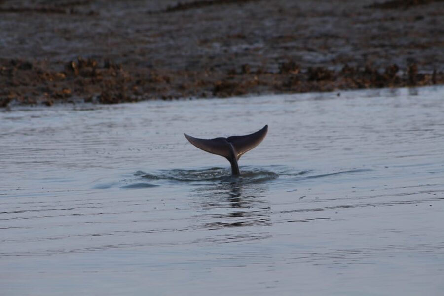 Folly Beach Dolphin Viewing Boat Excursion - Comfort and Practical Stuff: Boat Style, Seating, and Snacks