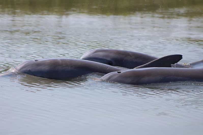 Folly Beach Dolphin Viewing Boat Excursion - Price and Value: Is $52 for 90 Minutes Fair?