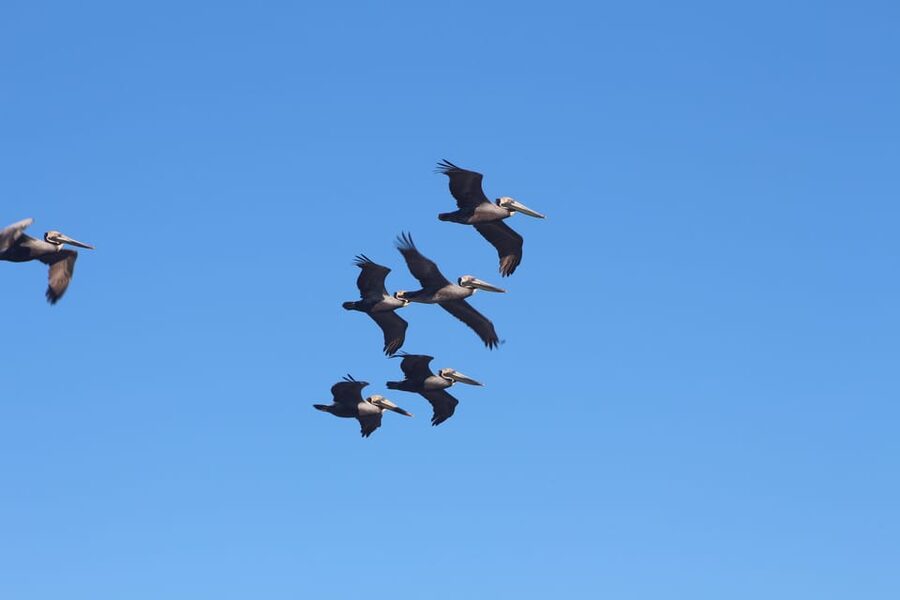 Folly Beach Dolphin Viewing Boat Excursion - Who This Tour Fits Best (and Who Might Prefer Another Option)