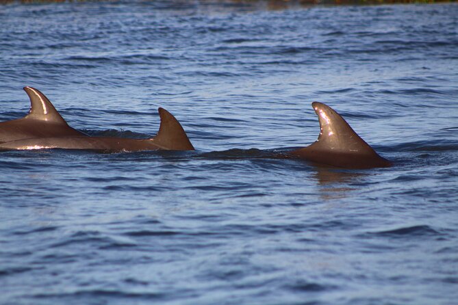 Folly Beach Dolphin Viewing Boat Excursion and Estuary Tour - Key Highlights Worth Marking on Your Map