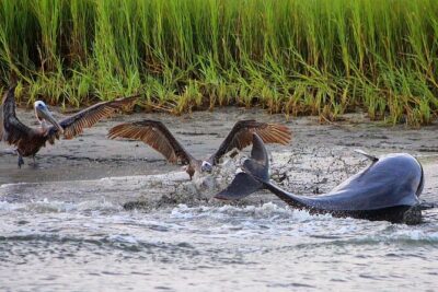 Folly Beach Dolphin Viewing Boat Excursion and Estuary Tour - Morris Island Lighthouse: The Photo Stop That Makes This Tour Feel Bigger