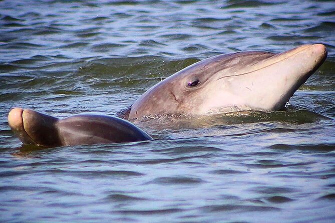 Folly Beach Dolphin Viewing Boat Excursion and Estuary Tour - How Long Is Enough? Why 1 Hour 30 Minutes Works
