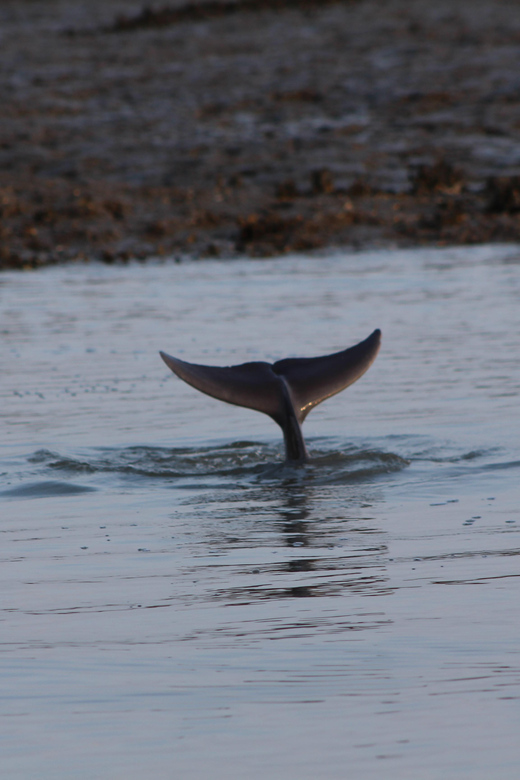 Folly Beach Dolphin Viewing Boat Excursion - Meeting at 2223 Folly Rd: Simple Check-In, Real Waterfront Timing