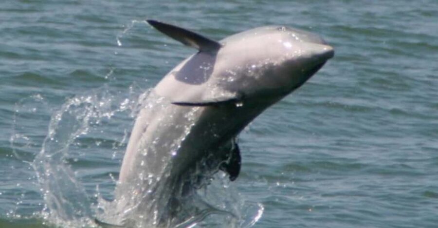 Folly Beach: Morning Dolphin Boat Trip to Morris Island - Price and Value: $50 for a Guided Dolphin + Morris Island Stop