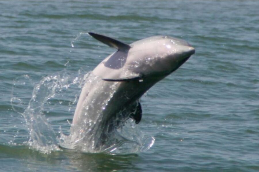 Folly Beach: Sunset Dolphin Boat Tour to Morris Island - Sunset Dolphin Spotting: What You’ll Be Watching For