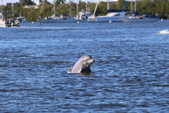 Fort Myers Beach Dolphin & Sightseeing Tour Refreshments Included - Quick hits