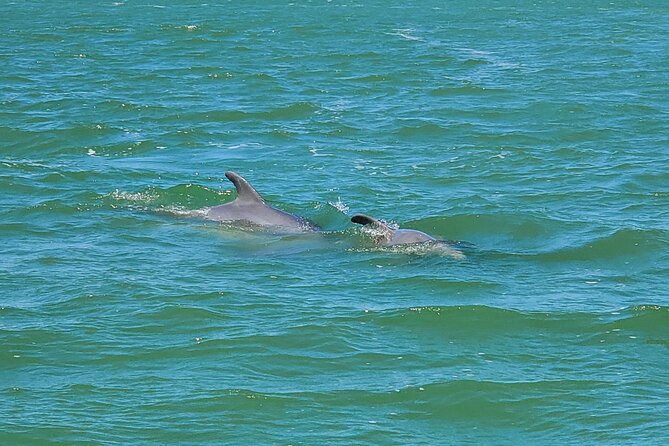 Fort Myers Beach Dolphin & Sightseeing Tour Refreshments Included - A 90-minute dolphin hunt in Fort Myers Beach back bays