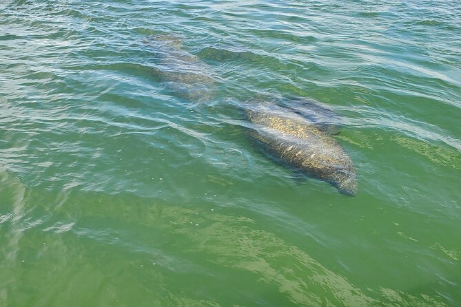 Fort Myers Beach Dolphin & Sightseeing Tour Refreshments Included - Captain-led wildlife stories that turn spotting into fun