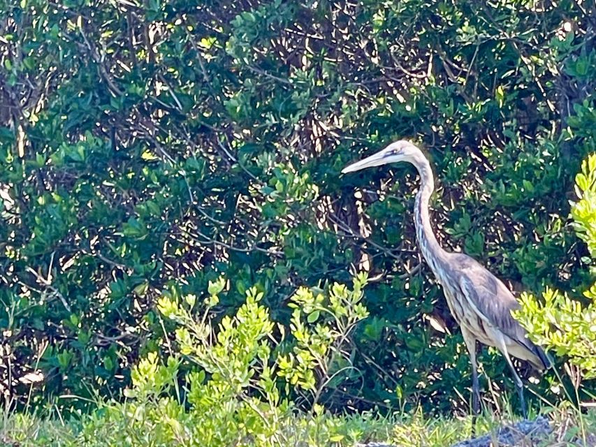 Fort Pierce: 4-hr Mangroves & Dolphin Watch Sandbar in FL - Key things you’ll notice on this Fort Pierce kayak trip