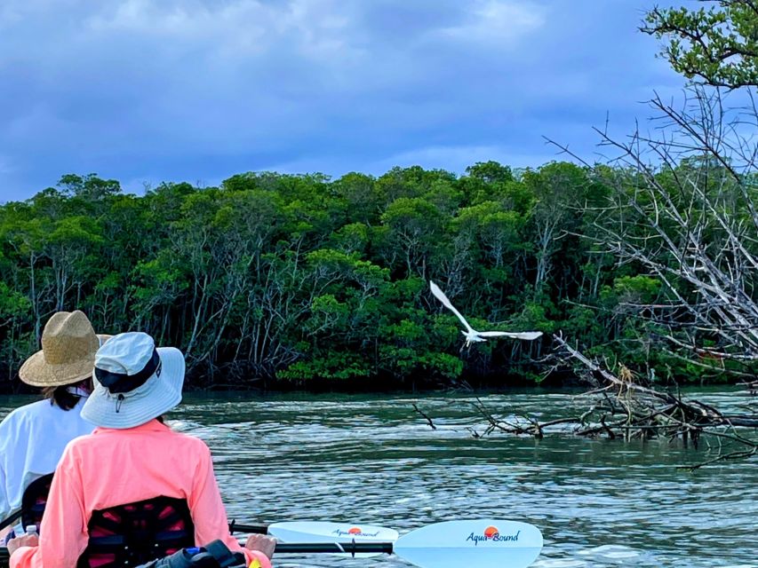 Fort Pierce: 4-hr Mangroves & Dolphin Watch Sandbar in FL - Mangrove island time: where the “real” ecosystem action happens