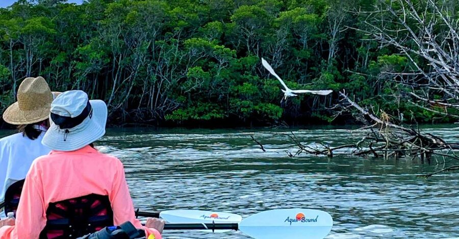 Fort Pierce: 4-hr Mangroves & Dolphin Watch Sandbar in FL - What to bring (so you don’t regret it halfway through)