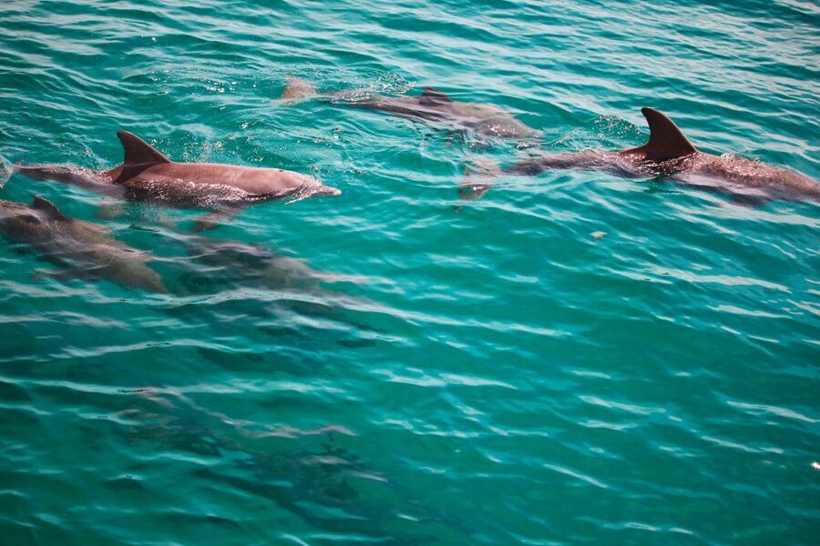 Fort Walton Beach: Morning Dolphin Cruise with Snorkel Stop - First, Know What You’re Signing Up For: Dolphin Cruise + Real Snorkel Time