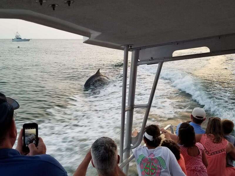 Fort Walton: Dolphin Discovery and Snorkeling Cruise - Dolphins up close on the Emerald Coast