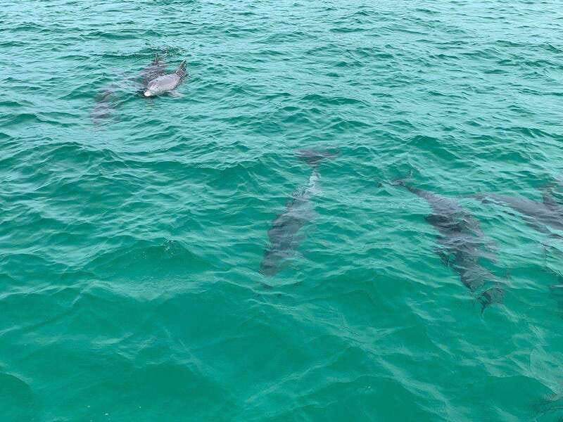 Fort Walton: Dolphin Discovery and Snorkeling Cruise - Is it worth $67? Value, pacing, and real expectations