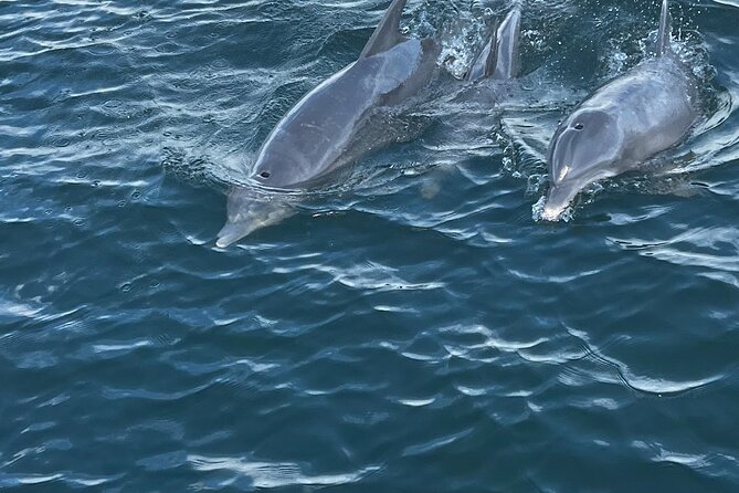 Frisky Mermaid Dolphin + Scenic Bay Sightseeing Tour - Key highlights that matter before you go