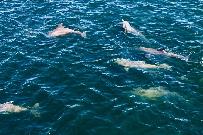Frisky Mermaid Dolphin + Scenic Bay Sightseeing Tour - Pensacola Bay by boat: what you’re really buying
