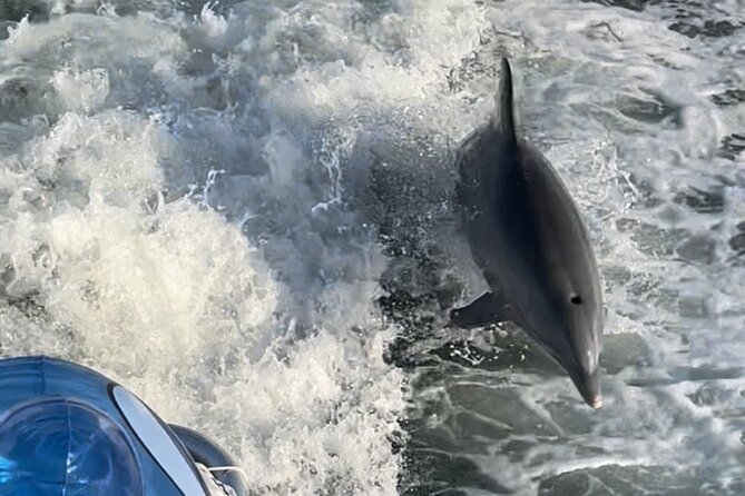 Frisky Mermaid Dolphin + Scenic Bay Sightseeing Tour - Your dolphin hunt: how to get the best chances on the water