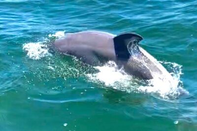 Frisky Mermaid Dolphin + Scenic Bay Sightseeing Tour - Private group size and timing: why the logistics feel simpler than you expect