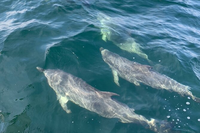 Frisky Mermaid Dolphin + Scenic Bay Sightseeing Tour - Gulf Islands National Seashore: the sightseeing that adds meaning
