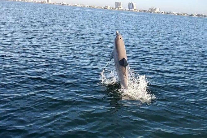 Frisky Mermaid Dolphin + Scenic Bay Sightseeing Tour - What’s on board: comfort items that make a 2-hour cruise easier