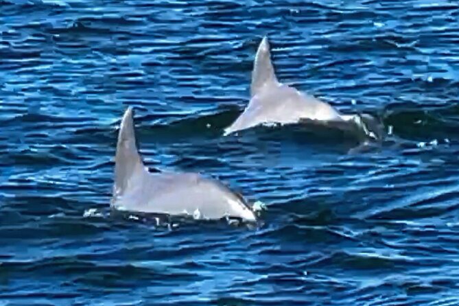 Frisky Mermaid Dolphin + Scenic Bay Sightseeing Tour - Price and value: is $385 per group a good deal?