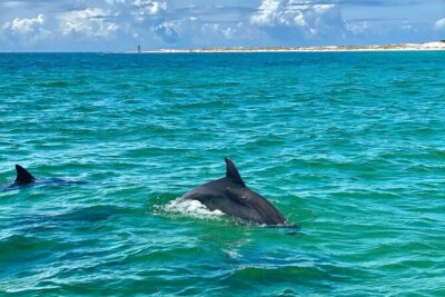 Frisky Mermaid Dolphin Tour + Secluded Beach + Equip - USCG Captain and the On-Board Style That Makes a Difference