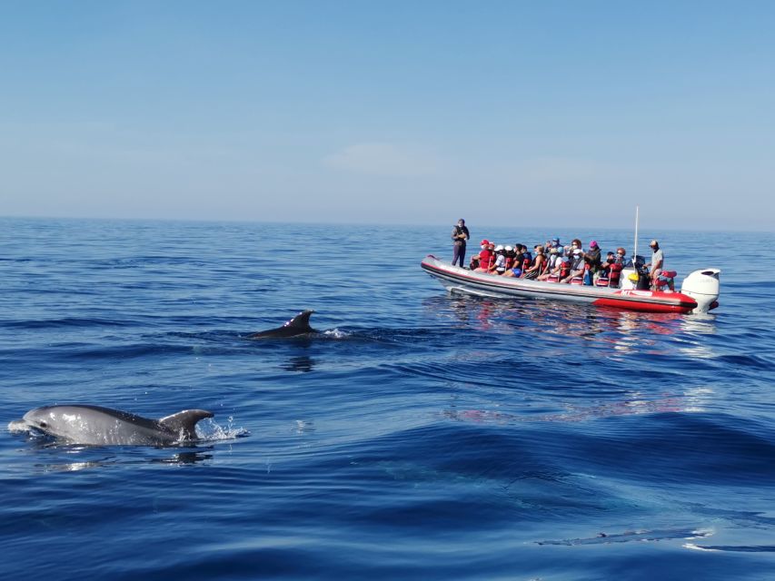 From Albufeira: Benagil Caves and Dolphins Guided Boat Tour - Key things to know before you go