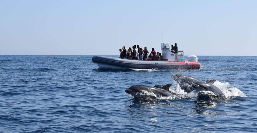 From Albufeira: Benagil Caves and Dolphins Guided Boat Tour - Albufeira to Benagil in 2.5 hours: a fast hit of Algarve coast