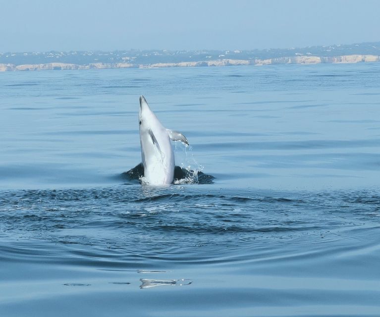 From Albufeira: Benagil Caves and Dolphins Guided Boat Tour - Swimming stop along the Algarve: when you can go in, what to bring
