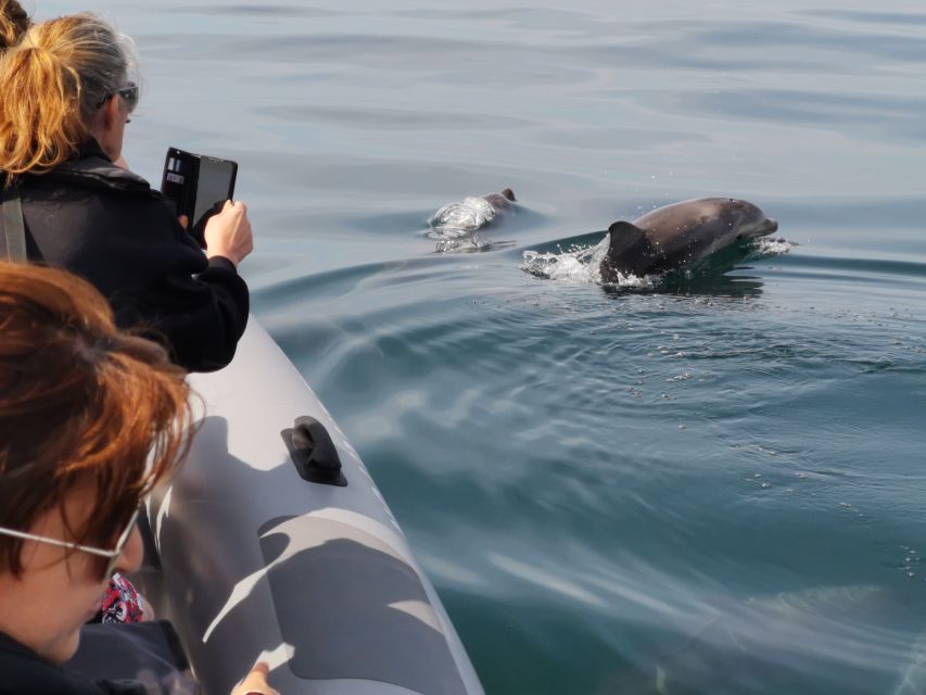 From Albufeira: Benagil Caves and Dolphins Guided Boat Tour - Price and value at about $35 per person: what you’re really paying for