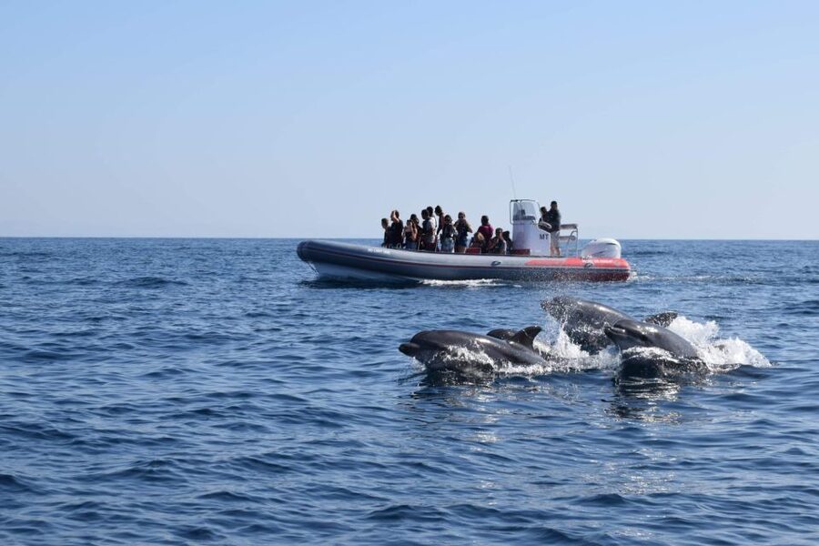 From Albufeira: Benagil Caves and Dolphins Guided Boat Tour - Benagil caves up close: why the boat size makes a difference