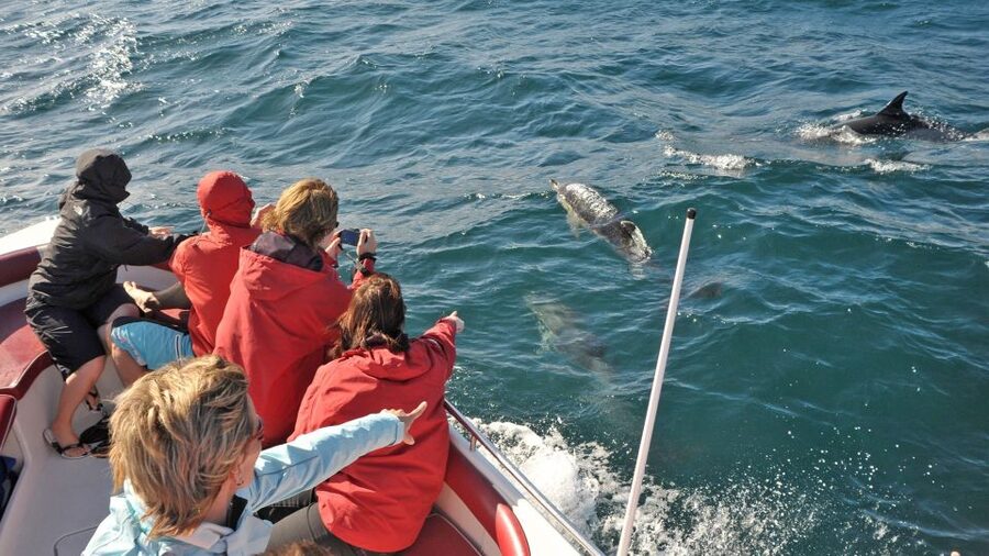 From Albufeira: Dolphins and Caves 2.5-Hour Boat Trip - Key Things That Make This Trip Worth Your Time