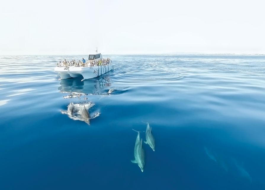 From Albufeira: Dolphins and Caves 2.5-Hour Boat Trip - The Algarve Caves from the Water: Why Sea-Level Views Matter