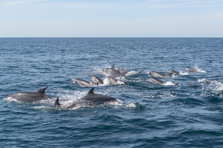 From Albufeira: Dolphins and Caves 2.5-Hour Boat Trip - Comfort, Speed, and What to Bring for a Wet, Windy Coast Day