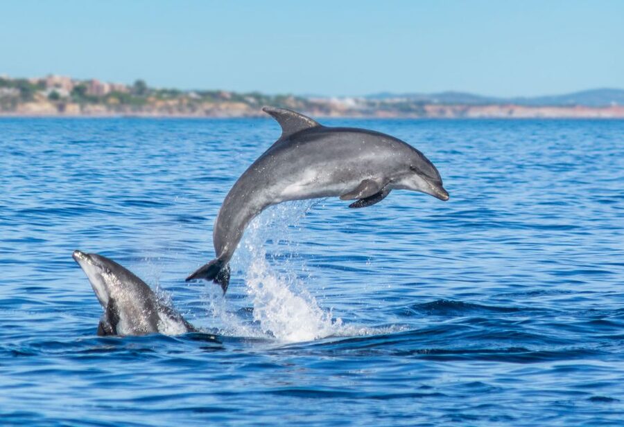From Albufeira: Dolphins and Caves 2.5-Hour Boat Trip - How Much Is $34 Worth for Dolphins and Caves?