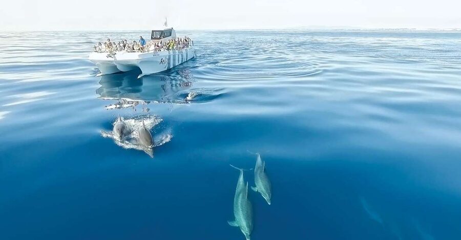 From Albufeira: Dolphins and Caves 2.5-Hour Boat Trip - Dolphins in Their Own Neighborhood: What You’re Actually Looking For