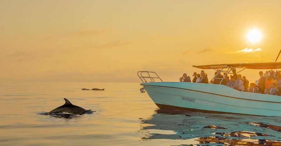 From Alcudia: Sunrise Dolphin Watching Boat Tour - Sunrise Dolphin Watching from Alcúdia: Why that early start pays off