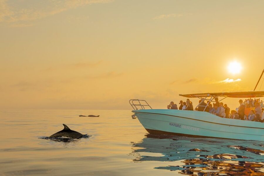 From Alcudia: Sunrise Dolphin Watching Boat Tour - How the logistics work: pickup, coach ride, and Port d’Alcúdia
