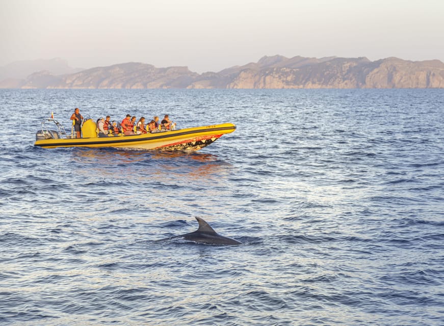 From Alcudia: Sunrise Dolphin Watching Boat Tour - Alcúdia Bay stops: photo moments and two dolphin-watching windows