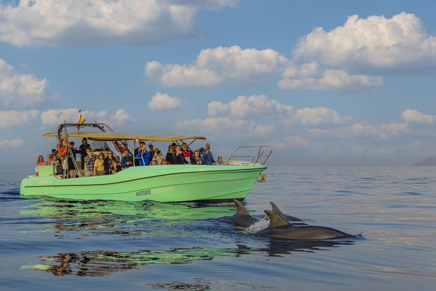 From Alcudia: Sunrise Dolphin Watching Boat Tour - Price and value: what $93 buys you (and what it doesn’t)