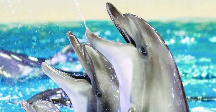 From Belek: Dolphin Show with Transfers - Price and Value: How $47 Works for a Ticket Plus Transfers