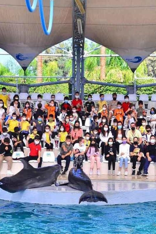 From Belek: Dolphin Show with Transfers - Inside the Show: Tricks, Choreography, and Trainer Explanations