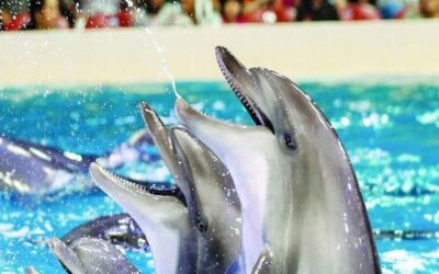 From Belek: Dolphin Show with Transfers - Getting There From Belek: Pickup at the Security Gate and a Smooth Return